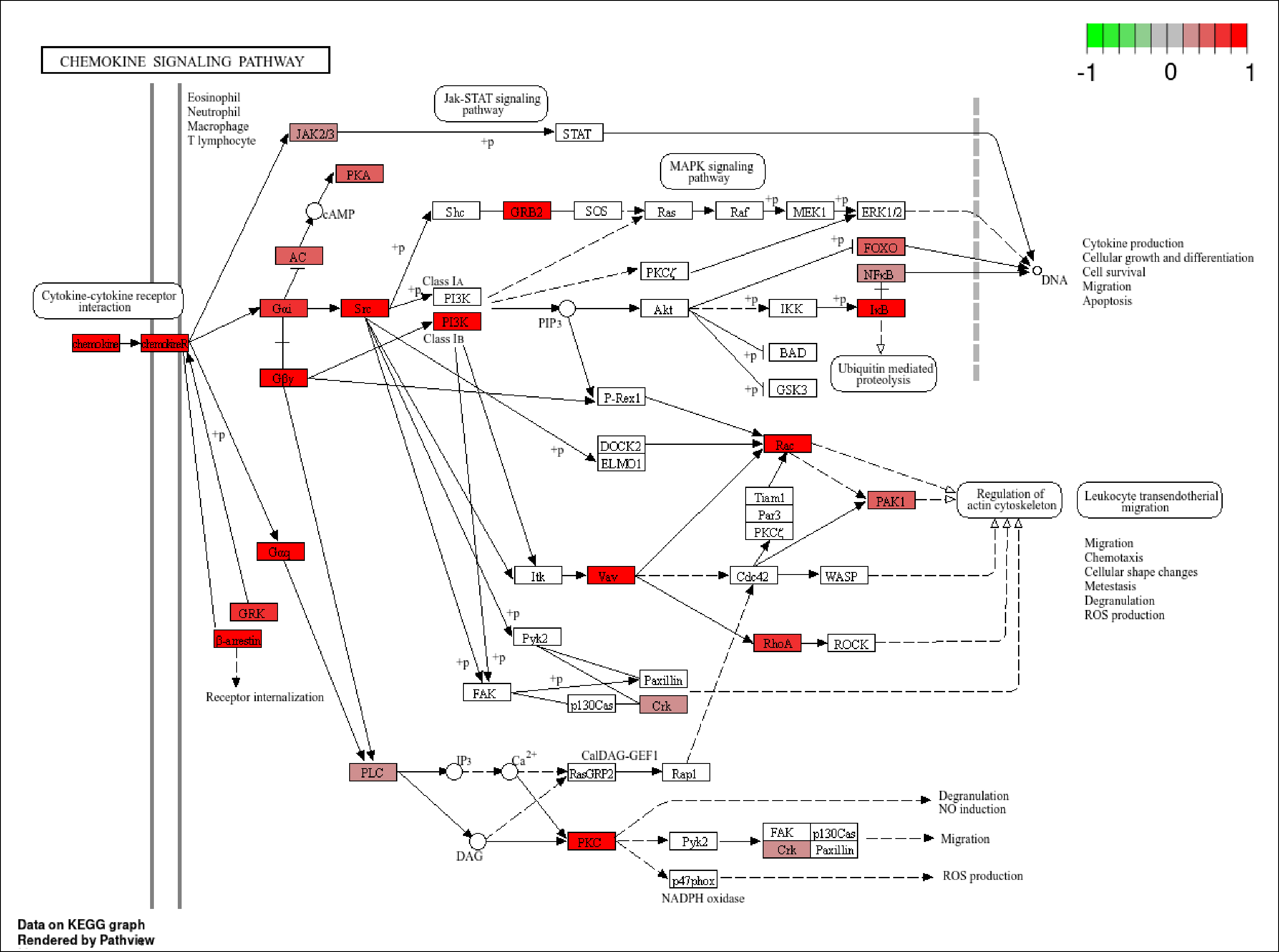 Pathview graph