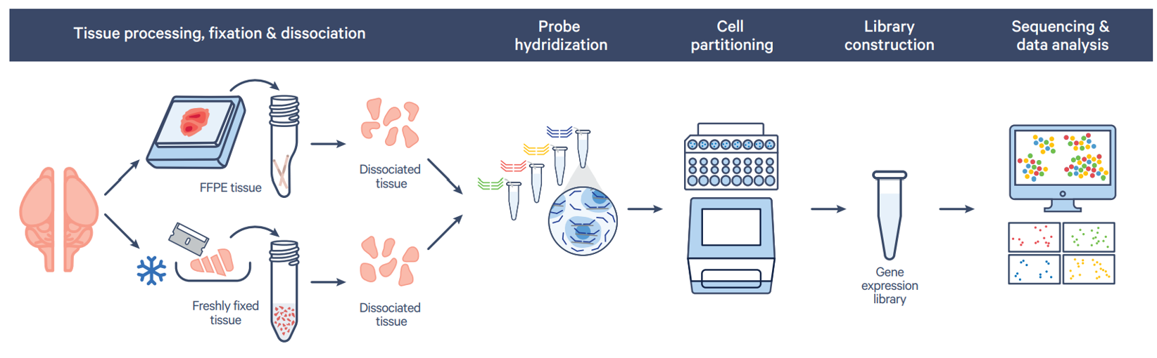 10x Genomics Flex Apex fixed tissue sample 적용 workflow