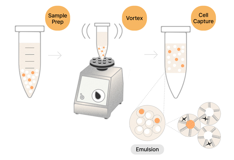 Illumina PIP-seq 원리: 샘플 준비 후 보텍싱으로 세포와 바코드 입자를 에멀전에 포획하는 과정